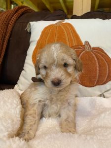 Mini Aussiedoodle Brown Boy
