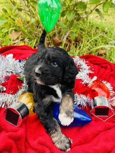 Aussiedoodle puppies