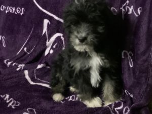 Please meet Maverick he is a Mini Aussiedoodle