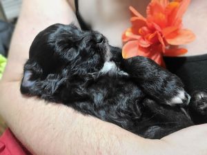 Mini Aussidoodle