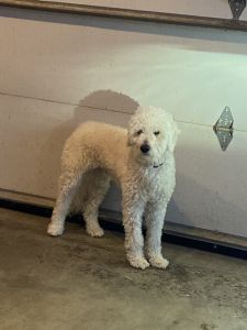 1 year old Aussiedoodle