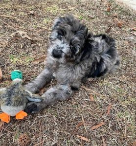 Aussie doodle puppy, sweet little girl
