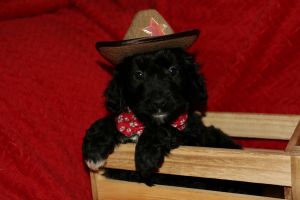 Adorable cowboy Aussiedoodle boy