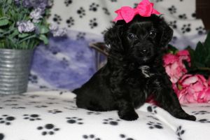 Little Sissy Aussiedoodle girl