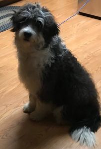 Contact # is *** 91/2 MOS OLD FEMALE PUPPY!