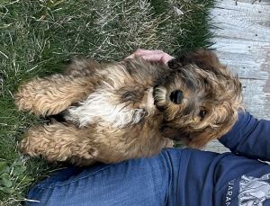 Mini Aussiedoodle male
