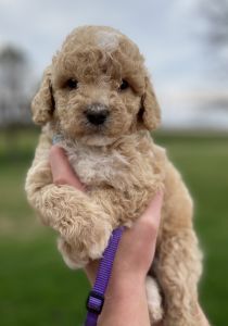 F1B Aussiedoodles for sale