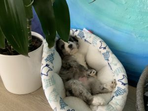 Australian Mountain Doodle = Aussiedoodle+Bernedoodle