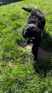 Aussiedoodles 10 week old puppies