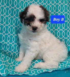 Aussiedoodle boy B