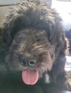 2 Female and 2 Boy Aussie Doodle Puppies