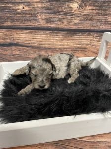 Jake-Aussiedoodle-F2