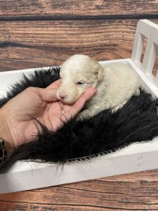 Lola-Aussiedoodle-F2