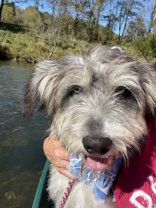 Aussiedoodle Free