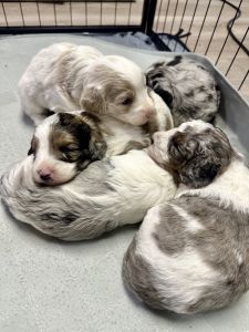Mini Aussie Doodle Puppies