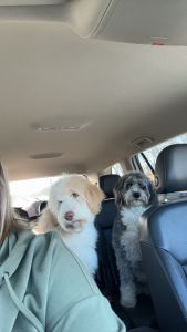 7 month old puppy for sale