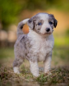 Miniature Aussiedoodles
