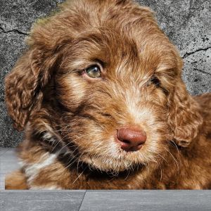 Miniature Aussiedoodles