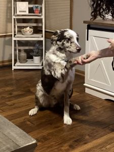 Aussie Doodle -9 Months Old