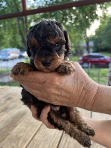Mini aussiedoodles