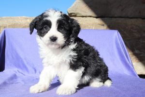 Maggie Mini Aussiedoodle