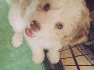 Chinese crested Mini Aussiedoodle