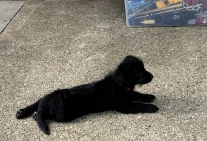 Corgi-AussieDoodle pups ready for furever home
