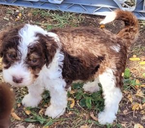 Hickory-Male Aussiedoodle