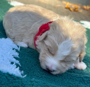 Red Boy Aussiedoodle