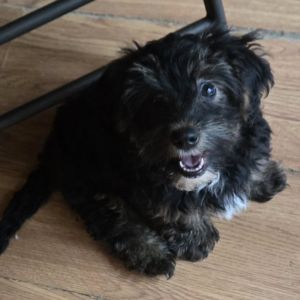Mini Aussiedoodle Male 4 Months Old