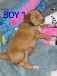 Miniature aussiedoodles