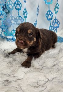6 available Mini Aussidoodles