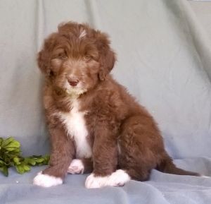 Amazing Aussie Doodle puppies for sale