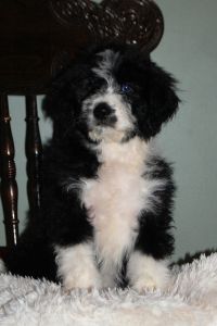 F1 Aussiedoodle puppies