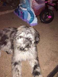 Bella assilaberdoddle