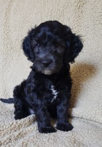 F1b Mini Aussiedoodle puppy
