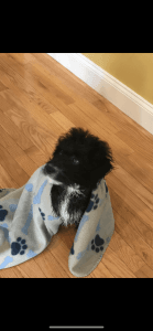 Energetic, lovable pup