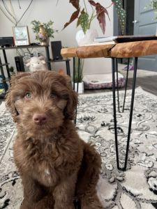 Aussiedoodle for sale