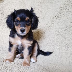 F1b Mini Aussiedoodle girl