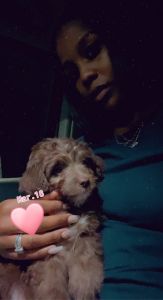 Loving Energetic Toy Aussie Doodle