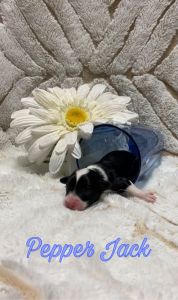 Mini aussiedoodle-pepper jack SOLD