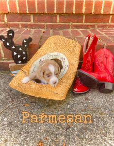 Mini Aussiedoodle-Parmesan SOLD