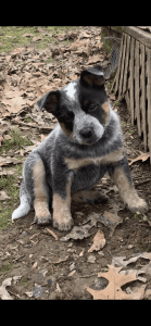 Blue heeler puppies