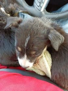 Australian Cattle Dog mix