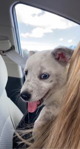 9 Week Old Blue Heeler