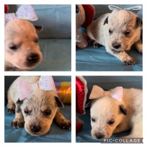 Blue Heeler puppies
