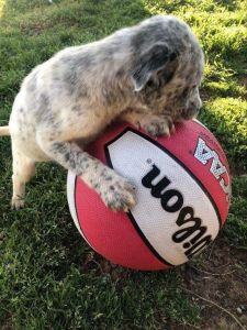 Male and female blue heeler puppies