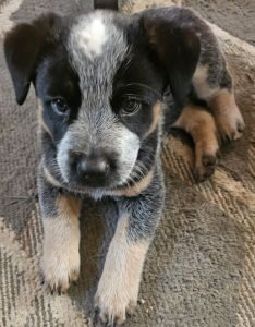 Blue heeler pups