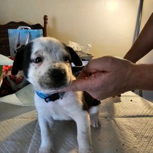 3 puppies to new home