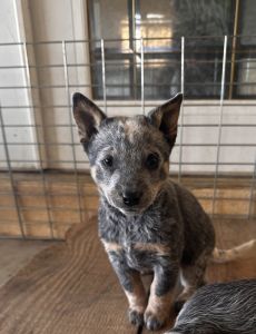 Blue heeler puppies